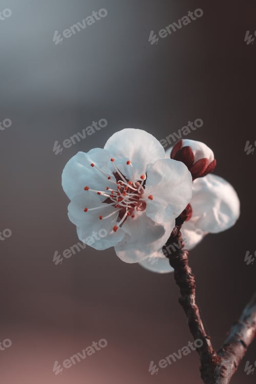 Preview: Blooming flower on a tree branch in sunlight.