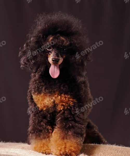 Preview: poodle, dog, puppy, pets, dogs