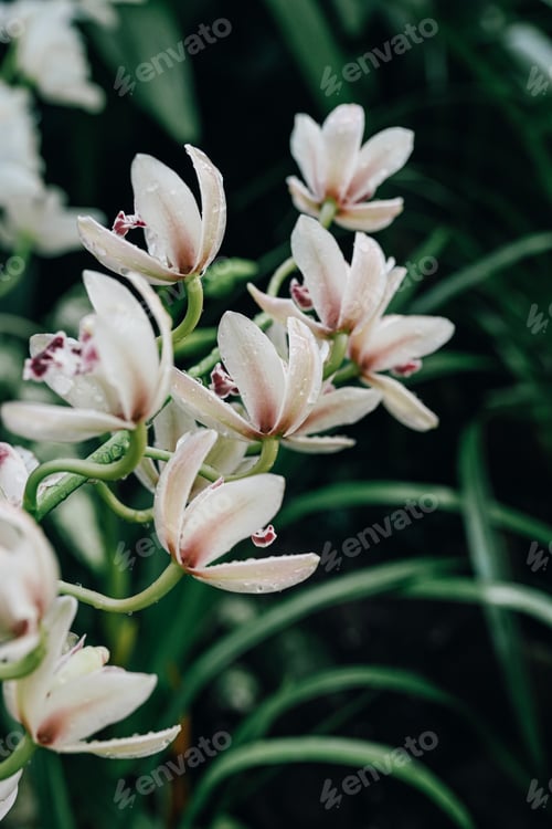 Preview: Delicate Orchid Flowers with Water Droplets in a Lush Green Setting