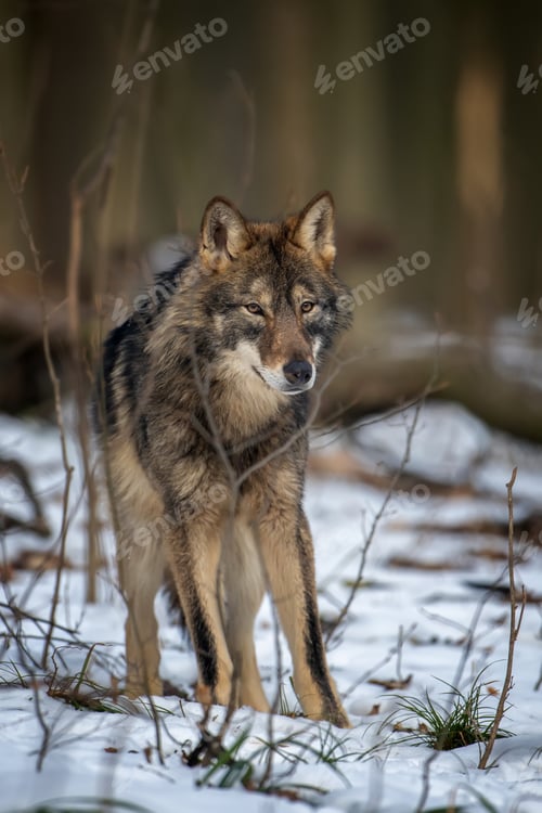 Preview: Wolf in the forest up close. Wild animal in the natural habitat