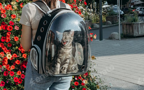 Preview: One meowing kitten in a backpack on a girl s back.
