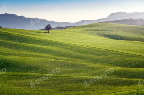 Preview: Wonderful empty green fields