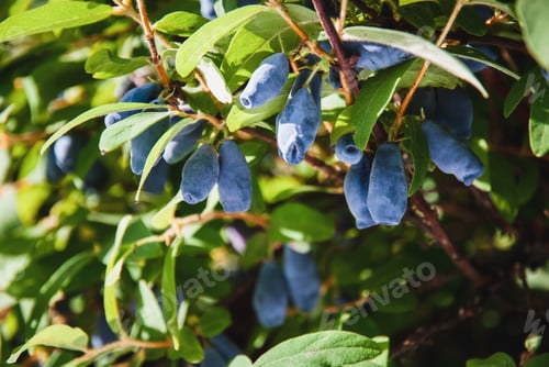 Preview: Blue honeysuckle - Haskap berries growing in garden, Lonicera caerulea in the sun