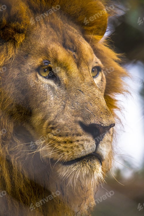 Preview: Vertical shot of a magnificent lion in an animal orphanage captured in Nairobi, Kenya