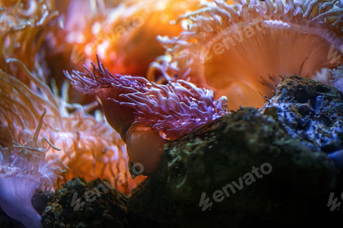 Preview: Long Tentacle Anemone (Macrodactyla doreensis)