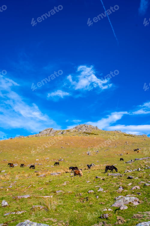 Preview: Cows and free horses resting on the top of Mount Adarra in Guipuzcoa. Basque Country