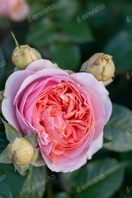 Preview: David Austin pink rose bud in the garden. Flower petals