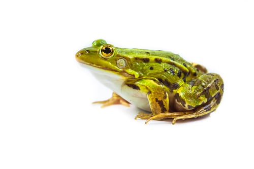 Preview: Male Frog on white
