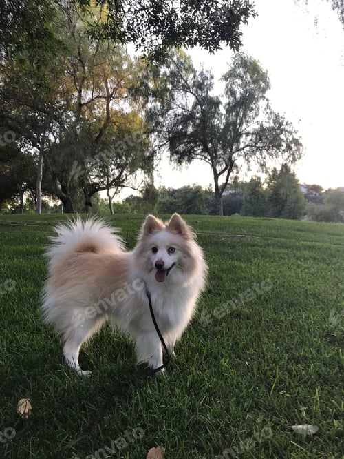 Preview: Dog walk in the park in the afternoon