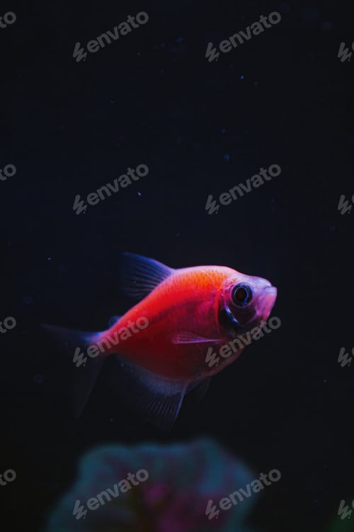 Preview: Neon tetra Paracheirodon innesi freshwater fish