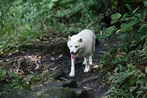 Preview: Adorable dog walking in the forest. Traveling or trekking with pets concept
