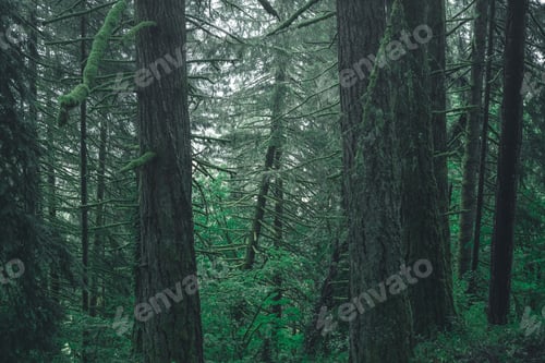 Preview: Beautiful scenery of a forest in the countryside on a misty day