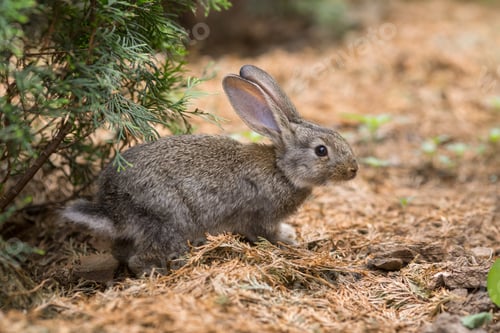Preview: Rabbit is Beautiful Animal of Nature