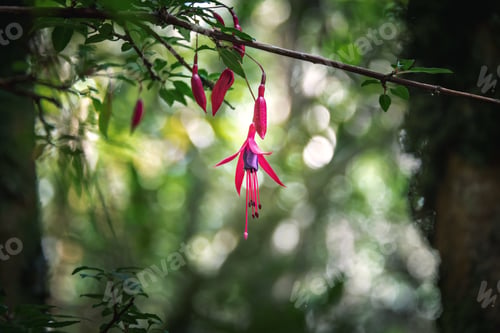 Preview: Hummingbird Fuchsia Flower at Chiloe National Park - Chiloe Island, Chile