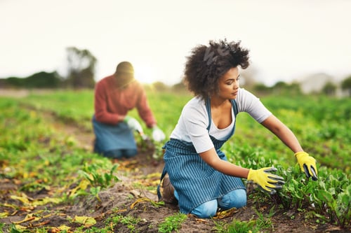 Preview: Get out there and get your hands dirty