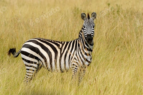 Preview: Zebra on grassland in Africa