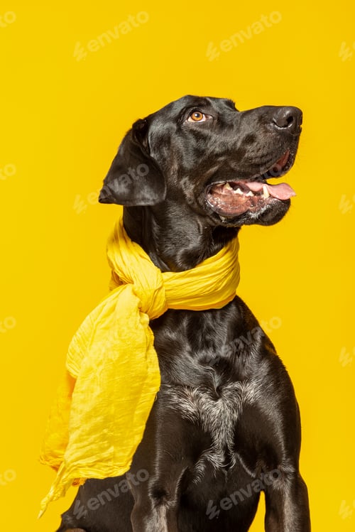 Preview: Black labrador retriever portrait on yellow background