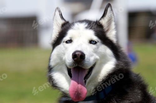 Preview: dog, siberian husky, pets, dogs, wilderness
