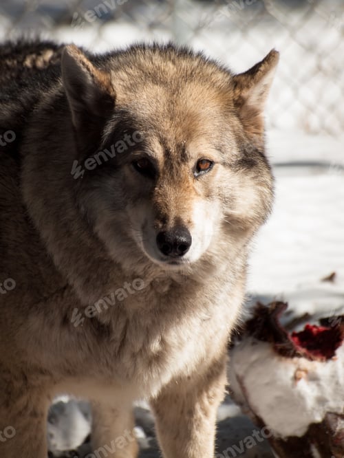 Preview: Wolf
