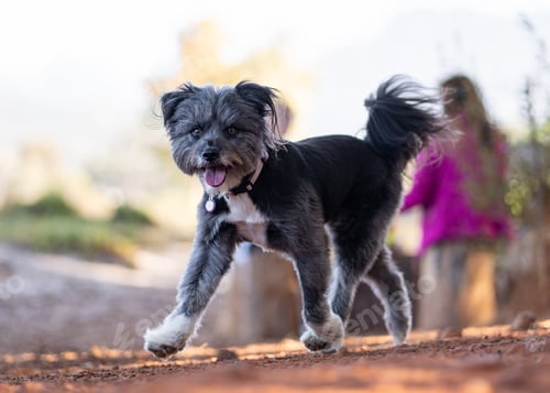 Preview: Gray miniature schnauzer with cut fur walking in the park
