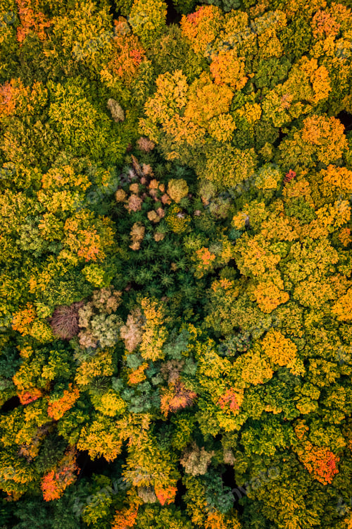 Preview: Stunning forest in the autumn. Aerial view of wildlife.