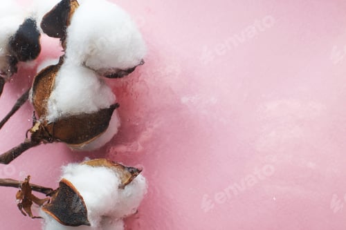 Preview: Beautiful white cotton flowers on pink background with drops of water under the glass surface.