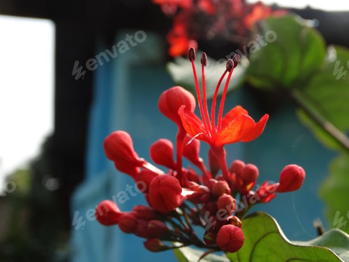 Preview: Red flowers....