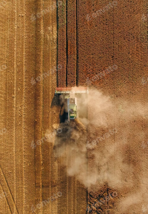 Preview: Top aerial view. Agricultural machine harvesting wheat