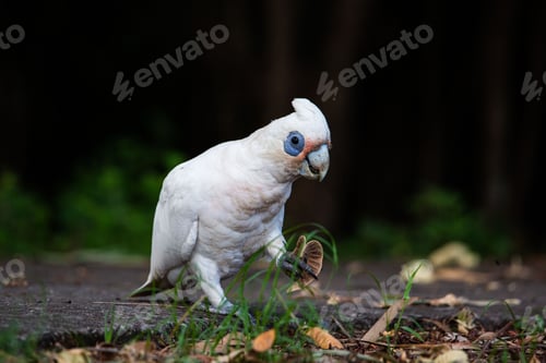 Preview: Little corella holding seeds on the ground in Brisbane, Queensland, Australia