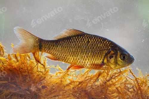 Preview: Alive young crucian carp diving in river water under surface
