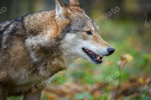 Preview: Close up portrait wolf in autumn forest background