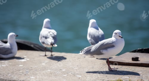 Preview: Seagulls, Hartlaub Gulls standing on a concrete dock at harbor, blur Atlantic ocean water