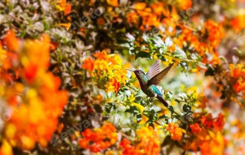 Preview: Kolibri