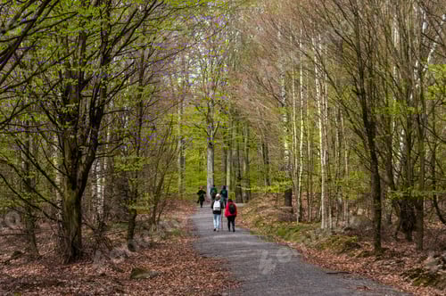 Vorschau: Bäume im Nationalpark Soderasen in Schweden