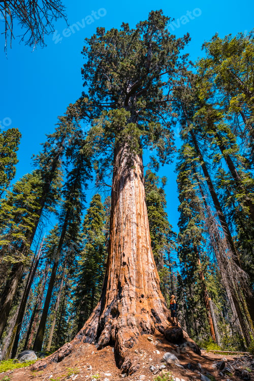 Preview: Sequoia National Park, one of the largest Sequoias in the park, California