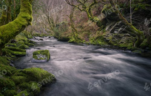 Preview: Cold winter atmosphere in a mossy gorge