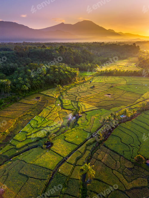 Preview: Beautiful morning view in Indonesia, panoramic landscape of rice fields with mountain