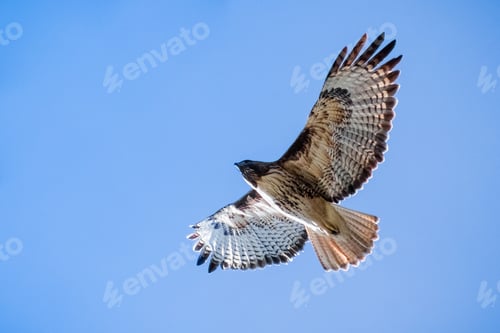 Preview: Red-tailed Hawk mid flight
