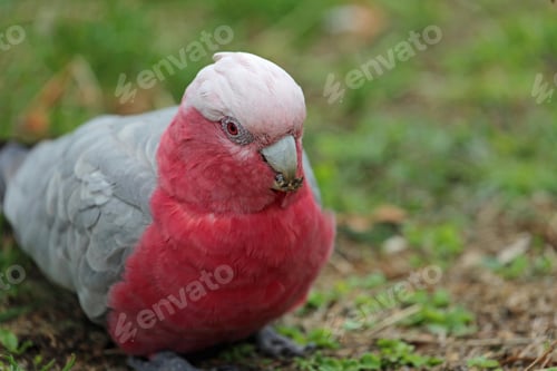 Preview: bird, cockatoo galah, parrot, pet