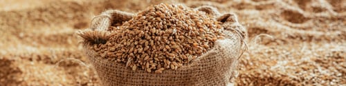 Preview: Harvested wheat grain in a linen sack Horizontal images