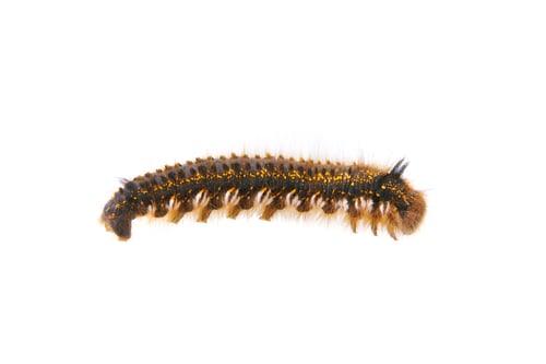 Preview: Caterpillar of Euthrix potatoria on a white background