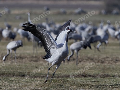 Preview: Common crane (Grus grus)