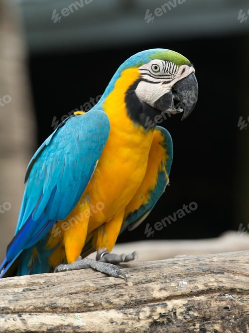 Preview: bird, parrot, Scarlet, Macaw