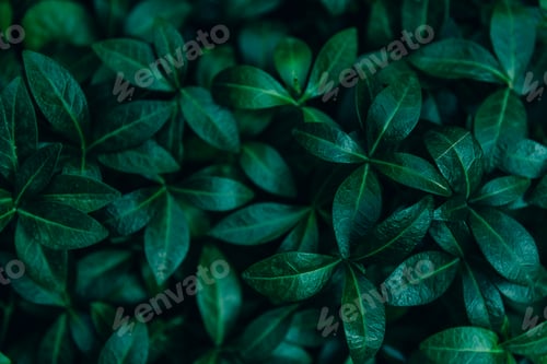 Preview: Dark green foliage from above.