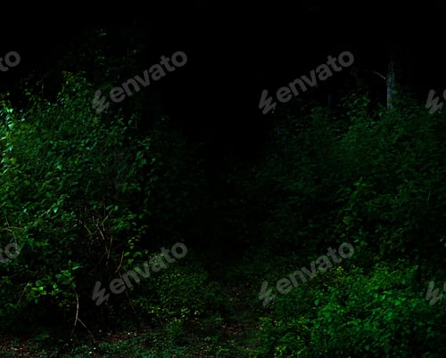 Preview: Tropical forest foliage plants bushes dark night