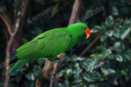 Preview: Male Eclectus Parrot (Eclectus roratus)
