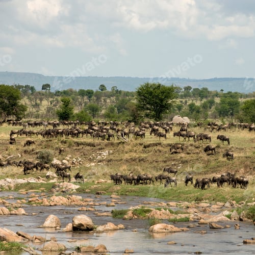 Preview: Herd of wildebeest by River Mara, Tanzania, Africa
