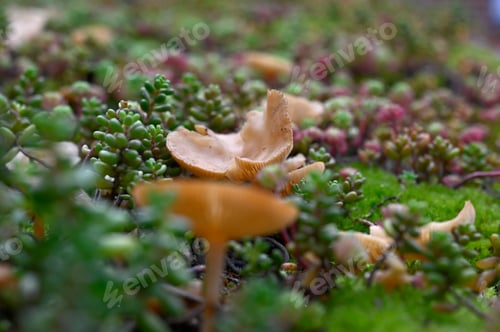Preview: Close-up at green roof. Turf with micro plants and fungi on garden shed. Macro forest. Eco roof.