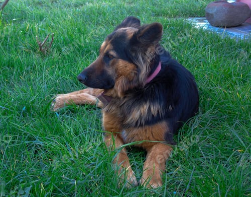Preview: Closeup of a king shepherd lying on the grass at daytime