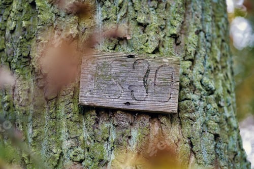 Preview: Close-up shot of a wooden piece with the inscription 1530 on it hanging from a mossy tree trunk
